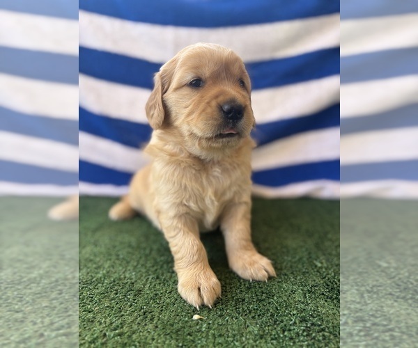 Medium Photo #9 Golden Retriever Puppy For Sale in CERES, CA, USA