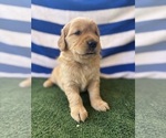 Small #8 Golden Retriever