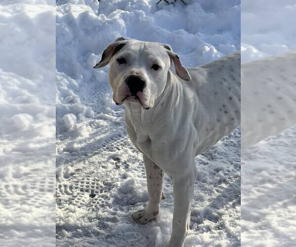 Medium Photo #4 Mutt Puppy For Sale in Crete, IL, USA