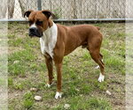 Small #2 Mutt