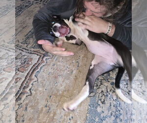 Squeak - Female Mutt Dog for Adoption - Photo #5