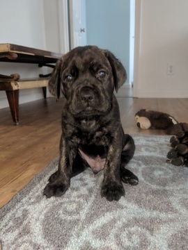 Medium Photo #1 Mastiff Puppy For Sale in SOUTH HAVEN, MI, USA