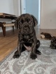 Small Photo #1 Mastiff Puppy For Sale in SOUTH HAVEN, MI, USA
