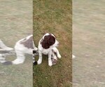 Small Photo #24 English Springer Spaniel Puppy For Sale in LEWISBERRY, PA, USA