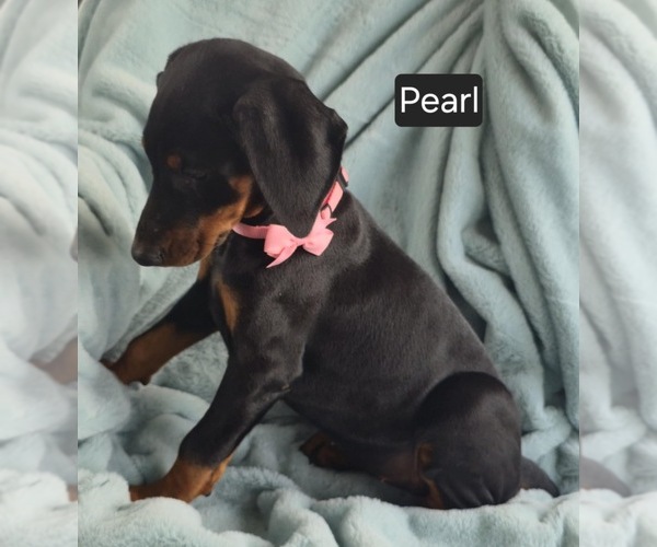 Medium Photo #5 Doberman Pinscher Puppy For Sale in POMEROY, OH, USA