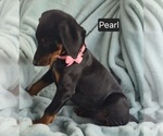Small #4 Doberman Pinscher
