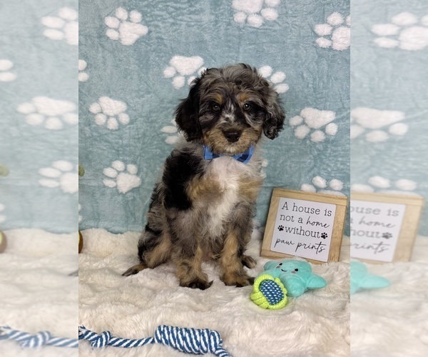 Medium Photo #2 Bernedoodle (Miniature) Puppy For Sale in NOBLESVILLE, IN, USA