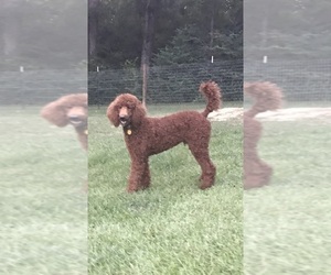 Poodle (Standard) Puppy for sale in BYRAM, MS, USA
