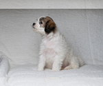 Small Photo #5 Zuchon Puppy For Sale in WHEELING, IL, USA