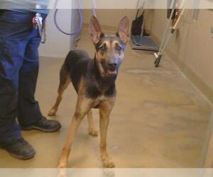 German Shepherd Dog Dogs for adoption in Sacramento, CA, USA