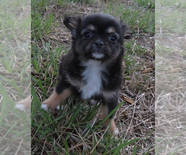 Medium Photo #8 Chihuahua Puppy For Sale in HAYES, VA, USA