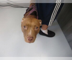 Staffordshire Bull Terrier Dogs for adoption in Ocala, FL, USA