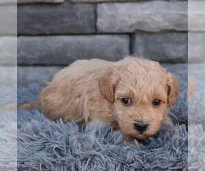 ShihPoo Puppy for sale in SUNBURY, PA, USA