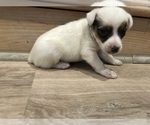 Small #1 Jack Russell Terrier