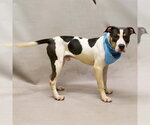 Small #1 Mutt