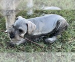 Small Photo #7 Schnauzer (Miniature) Puppy For Sale in AUBREY, TX, USA