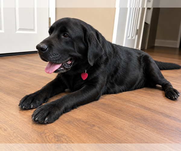 Medium Photo #3 Labrador Retriever Puppy For Sale in Clovis, CA, USA