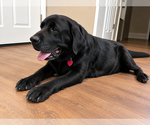 Small #2 Labrador Retriever