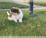 Small Photo #9 Shih Tzu Puppy For Sale in DETROIT, MI, USA