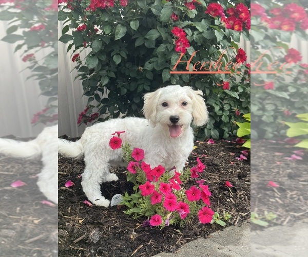 Medium Photo #1 Havaton Puppy For Sale in CANOGA, NY, USA