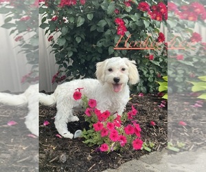 Havaton Puppy for sale in CANOGA, NY, USA