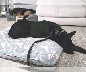 Colby - Male German Shepherd Dog Dog for Adoption - Photo #15