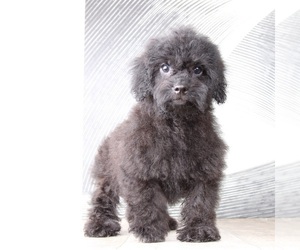 Shih-Poo Puppy for sale in WESTPOINT, IN, USA
