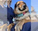 Small Photo #2 Australian Shepherd-German Shepherd Dog Mix Puppy For Sale in Elk Grove, CA, USA