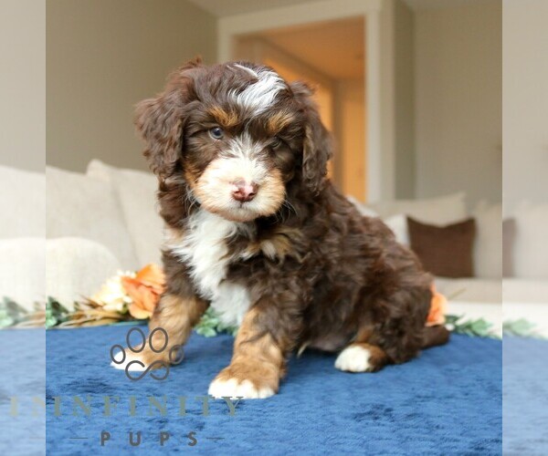 Medium Photo #3 Bernedoodle (Miniature) Puppy For Sale in LANCASTER, PA, USA