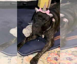 Neapolitan Mastiff-Unknown Mix Dogs for adoption in The Woodlands, TX, USA
