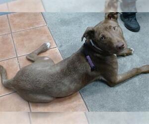 Labrador Retriever-Unknown Mix Dogs for adoption in Downey, CA, USA