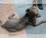 Small Labrador Retriever Mix