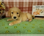 Small #5 Golden Retriever