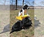 Small Photo #12 Labradinger Puppy For Sale in LISLE, NY, USA