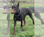 Small #3 Doberman Pinscher