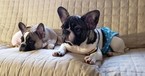 Small Photo #10 French Bulldog Puppy For Sale in ADRIAN, MI, USA