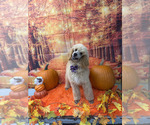 Charlotte - Female Poodle (Standard) Puppy for Sale - Small photo