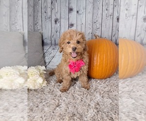 Cockapoo Puppy for sale in SUGARCREEK, OH, USA