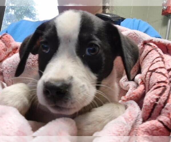 Medium Photo #1 Mutt Puppy For Sale in Tulsa, OK, USA