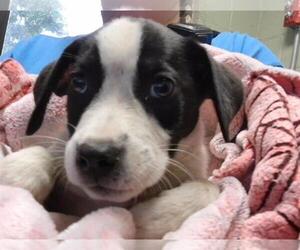 Mutt Dogs for adoption in Tulsa, OK, USA