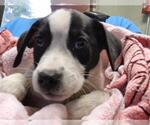 RYE - Female Mutt Dog for Adoption - Small photo