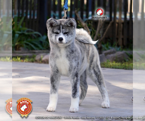 Akita Puppy for sale in MIAMI, FL, USA