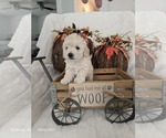 Puppy Genesis Poodle (Toy)