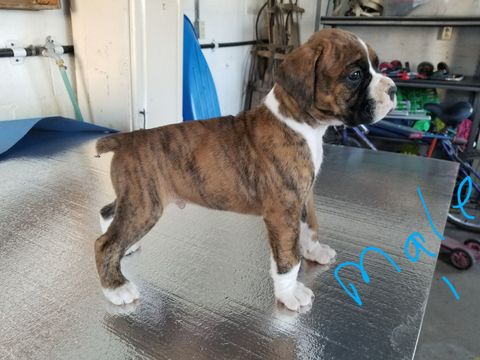 Medium Photo #1 Boxer Puppy For Sale in OAKLAND, MD, USA