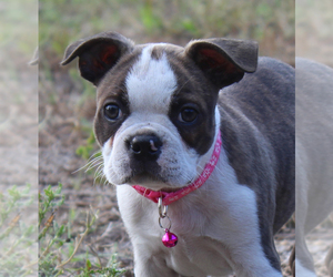 Boston Terrier Puppy for sale in BROOKSVILLE, FL, USA