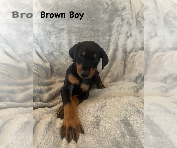 Medium Photo #15 Doberman Pinscher Puppy For Sale in NEW KENT, VA, USA
