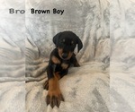 Small #14 Doberman Pinscher