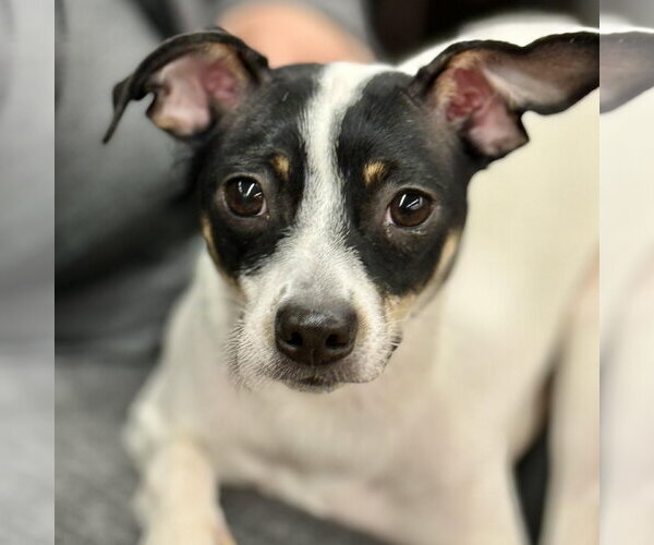 Medium Photo #3 Rat Terrier Puppy For Sale in Cranford, NJ, USA