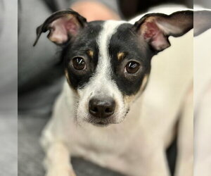 Birdie - Female Rat Terrier Dog for Adoption - Photo #3