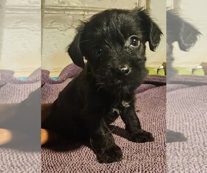 YorkiePoo Puppy for sale in WATERLOO, IA, USA